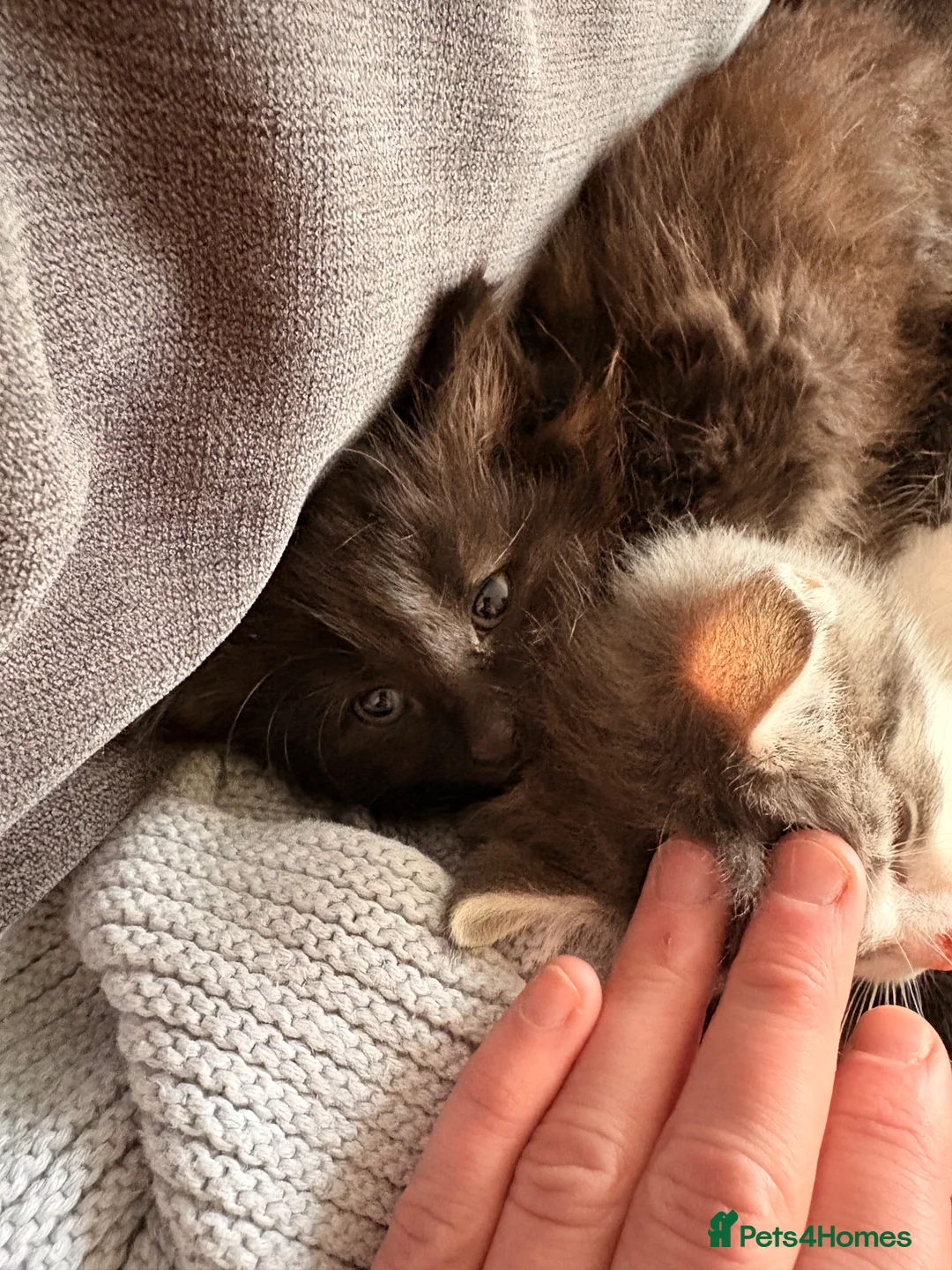 Mixed Breed cats for sale: Half bengal and Norwegian forest cat in Worcester Park - Advert 33