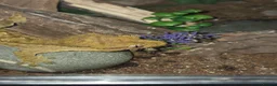 Gecko reptiles for sale: Crested gecko exo terra pro in Burton-on-Trent - Advert 11