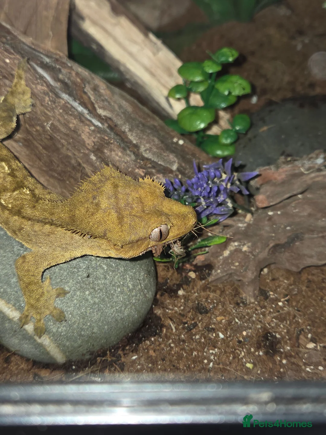 Gecko reptiles for sale: Crested gecko exo terra pro in Burton-on-Trent - Advert 11