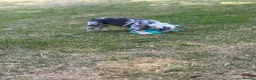 English Bulldog dogs for sale: English bulldog Blue tri Merle in Bradford - Advert 10