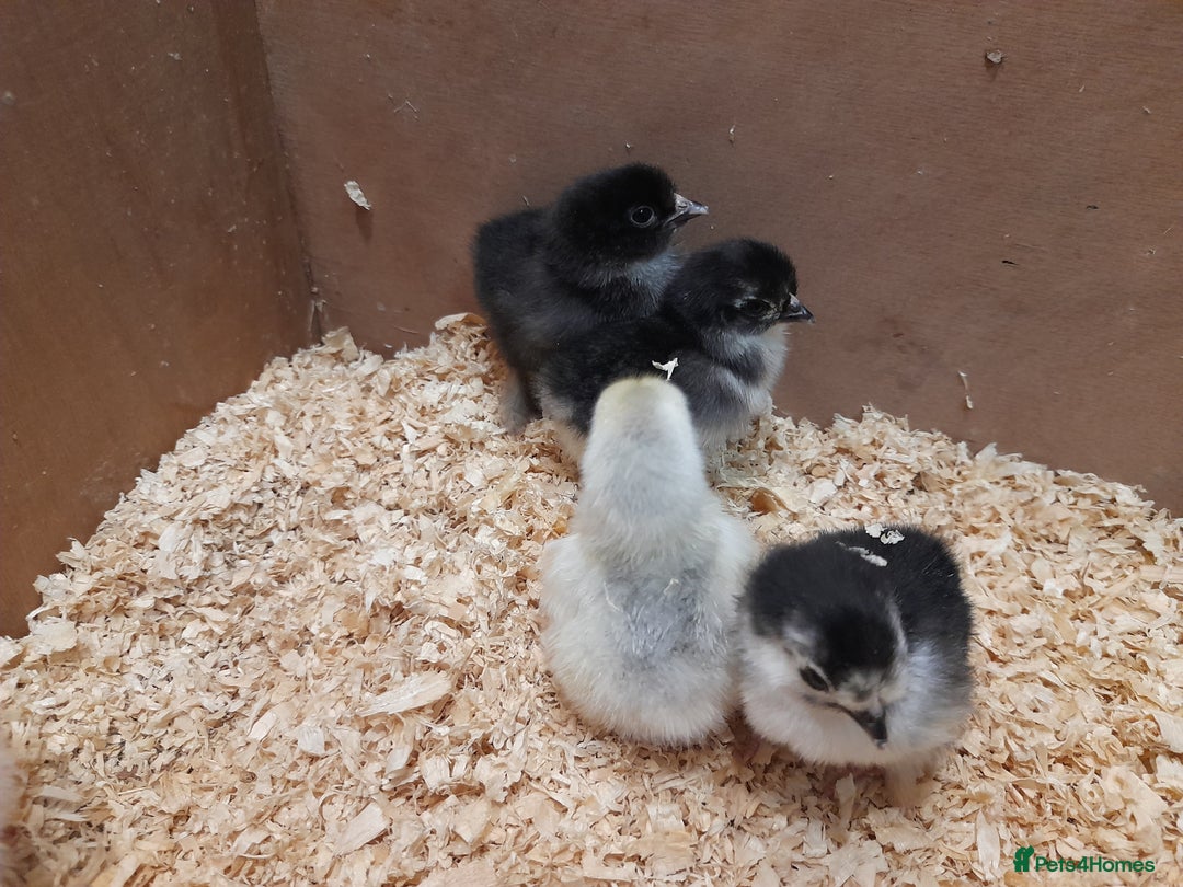 Chickens poultry for sale: Mixed breed chicks and set up - Image 9