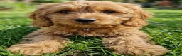 Cavapoo dogs for sale: Cavapoo Puppies looking for their forever homes - Advert 7