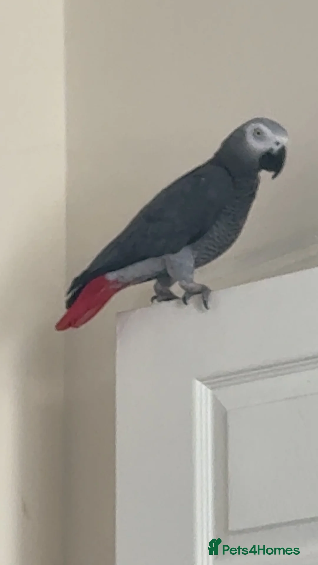 Parrots birds for sale: African grey parrot – Smokey – Loving Home Wanted - Advert 2