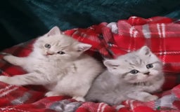 British Shorthair cats for stud: Chocolate carrier proven british shorthair stud - Image 5