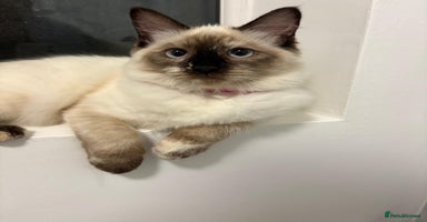 Ragdoll cats - Advert 6