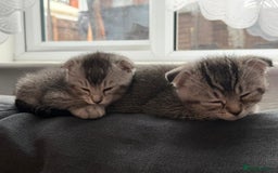 Scottish Fold cats for sale: Scottish kittens - Image 10