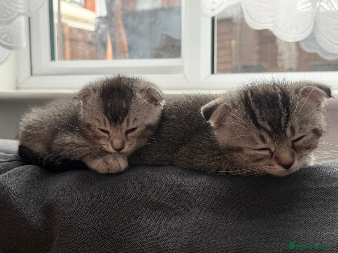 Scottish Fold cats for sale: Scottish kittens - Image 10
