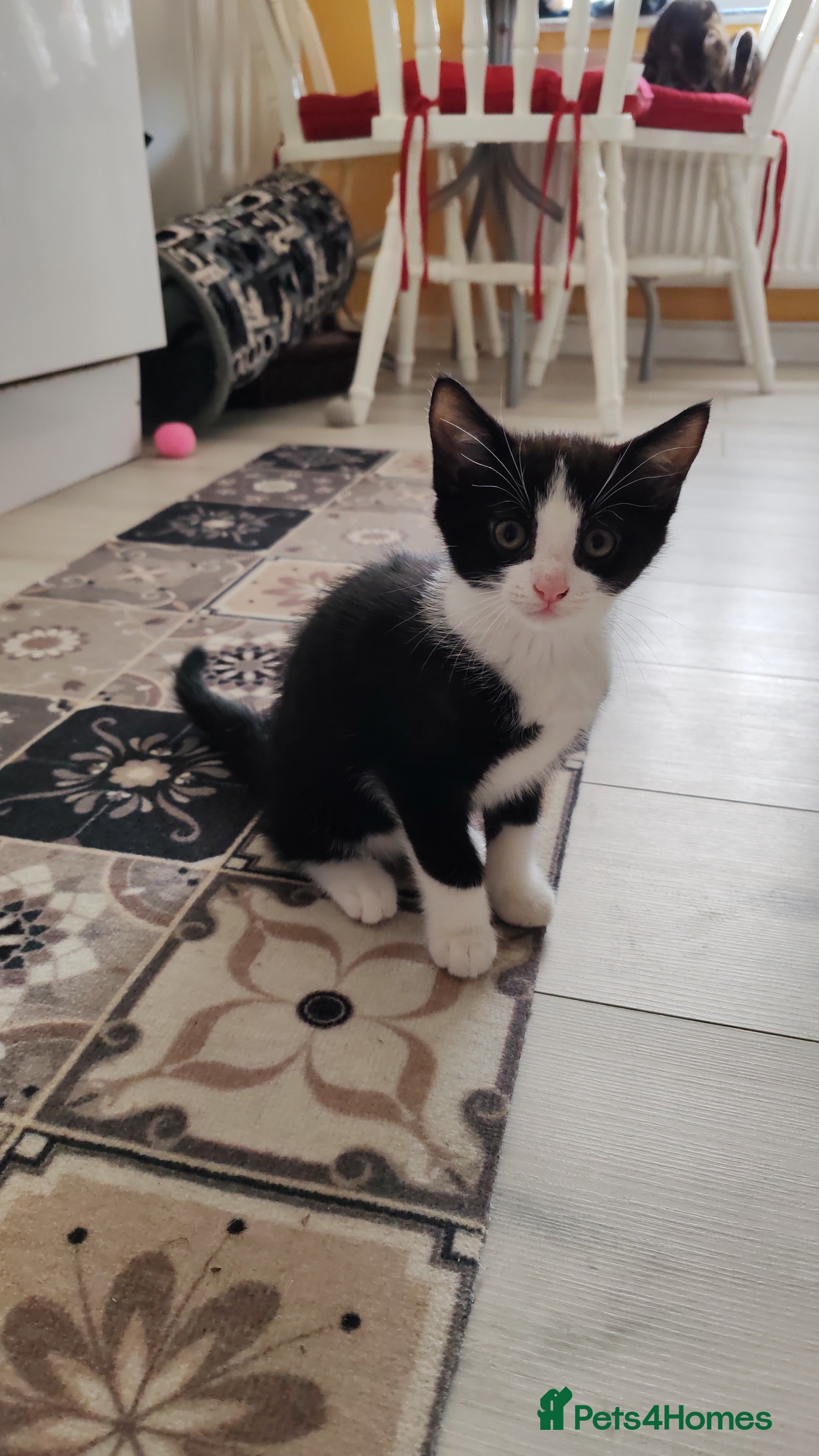 Mixed Breed cats Loving kittens are looking for a new home - Advert 18