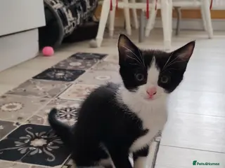 Mixed Breed cats Loving kittens are looking for a new home - Advert 18