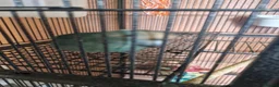 Parakeets birds for sale: Proven pair of kakarikis & Accessories  - Advert 3