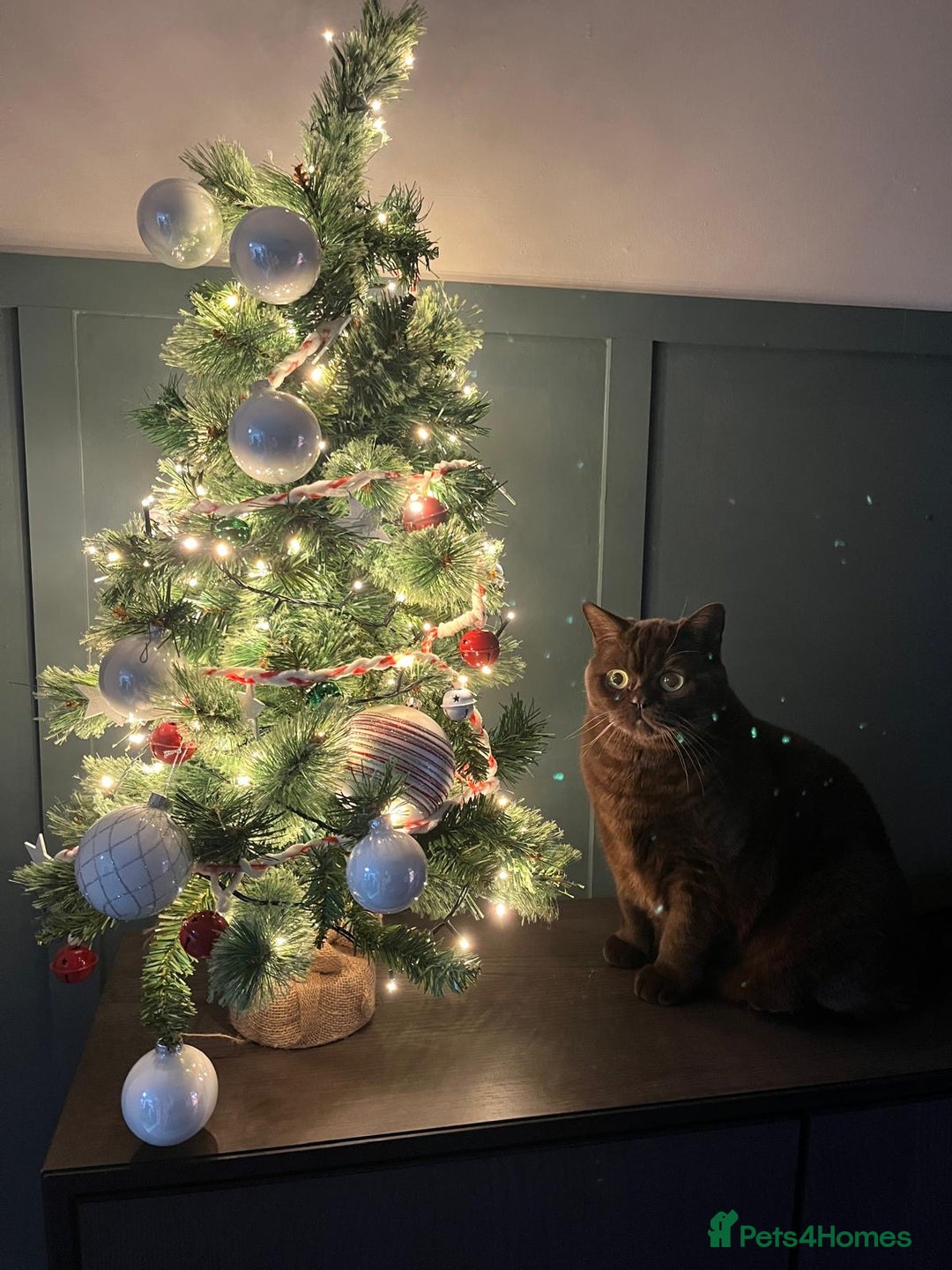 British Shorthair cats for sale: British shorthair male  - Advert 1