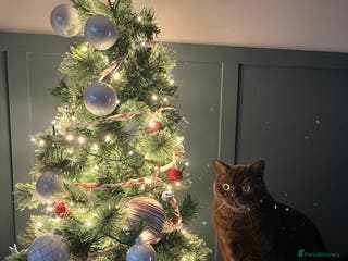 British Shorthair cats British shorthair male - Advert 1