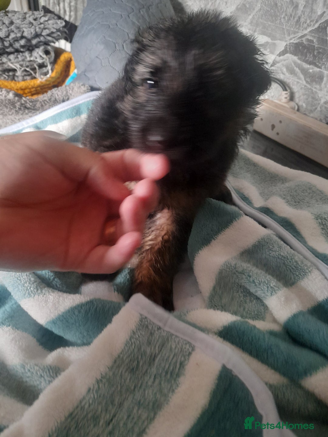 German Shepherd dogs for sale: Beautiful German shepherd pups - Image 4
