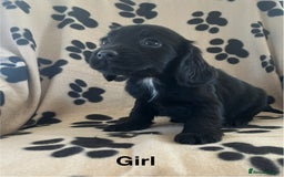 Sprocker dogs for sale: Sprocker Puppies - Image 5