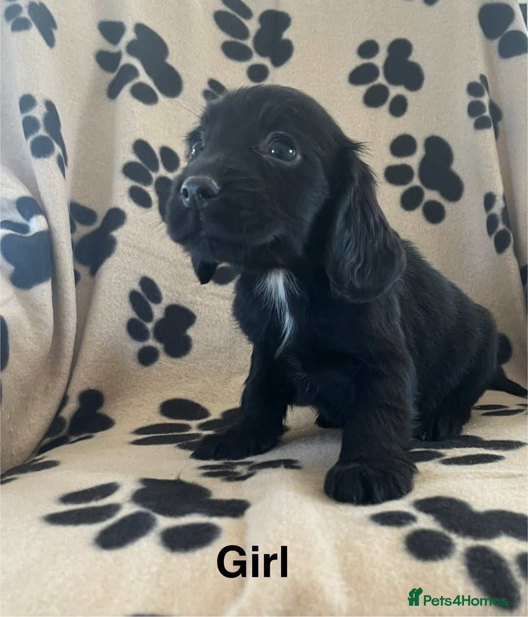 Sprocker dogs for sale: Sprocker Puppies - Image 5