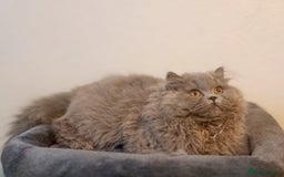 British Longhair cats for sale: TICA Beautiful Blue British Longhair Female - Image 26