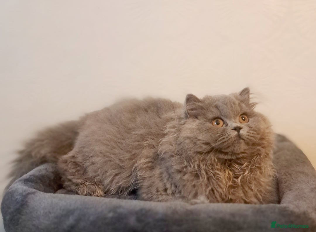 British Longhair cats for sale: TICA Beautiful Blue British Longhair Female - Image 26