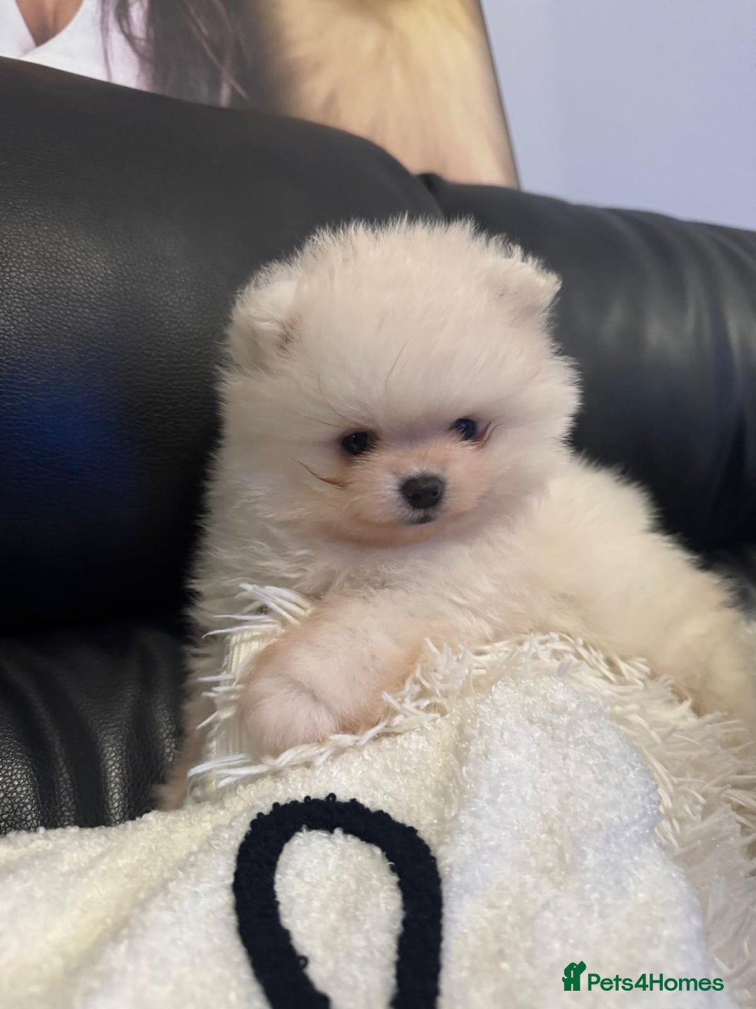Pomeranian dogs for sale: Tiny white Pomeranian puppy  - Advert 20