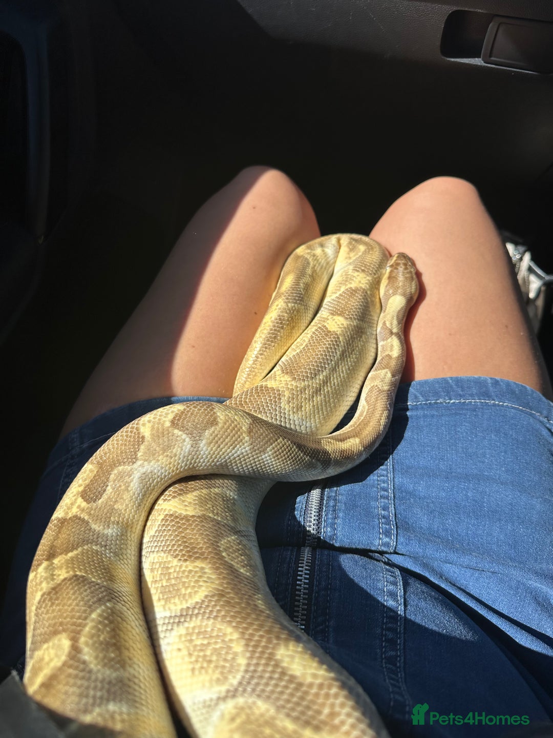 Python Snake reptiles for sale: Ball phython for sale  - Image 2