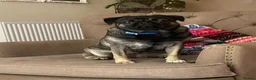 Pug dogs for sale: 1 year old pug pup in Bishop's Stortford - Advert 2