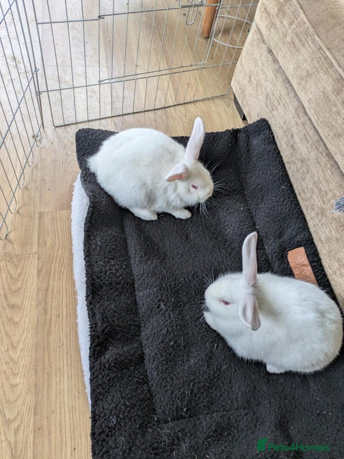 Mixed Breed rabbits Cute Albino Bunnies  - Advert 2
