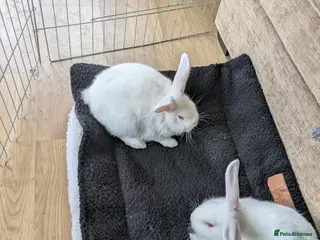Mixed Breed rabbits Cute Albino Bunnies - Advert 15