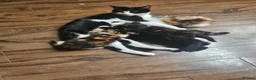 Mixed Breed cats for sale: Adorable black male kittens  - Advert 1