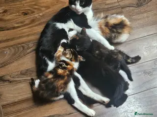 Mixed Breed cats Adorable black male kittens - Advert 2