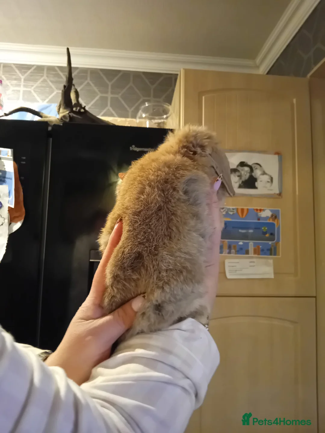 Mini Lop rabbits for sale: Mini lop buck in Birmingham - Advert 6