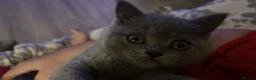 British Shorthair cats for sale: Lucy BSH - Advert 6