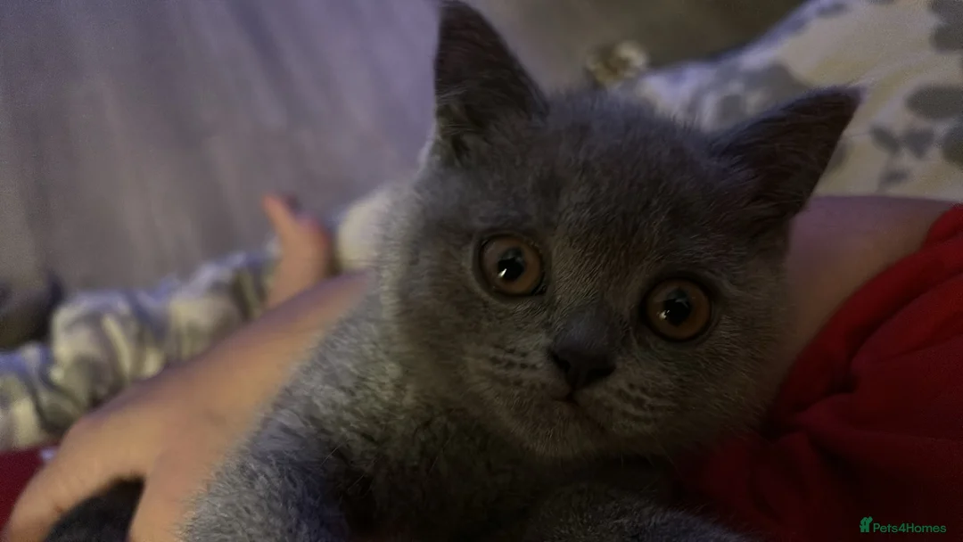 British Shorthair cats for sale: Lucy BSH - Advert 6