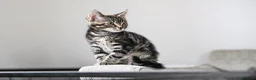 Mixed Breed cats for sale: REDUCED READY TO GO -  1 BOY/GIRL Tabby kittens  - Advert 5