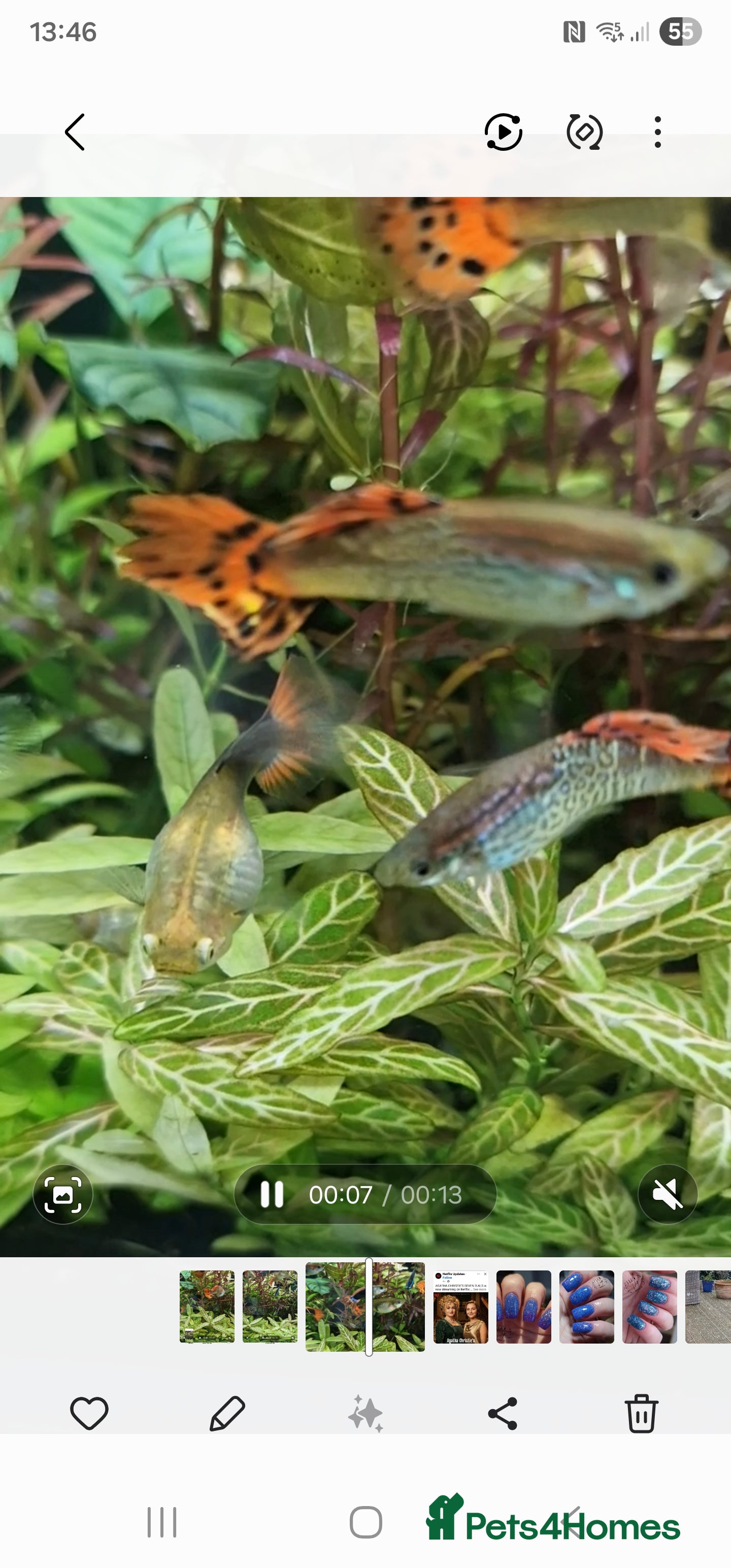 Live Bearers fish Baby and adult guppies  - Advert 1