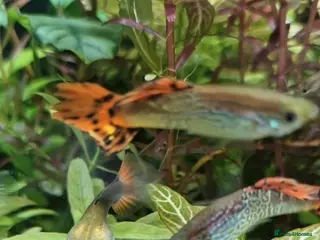 Live Bearers fish Baby and adult guppies - Advert 19