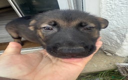 German Shepherd dogs for sale: READY NOW! German Shepherd x Belgian Malinois - Image 14