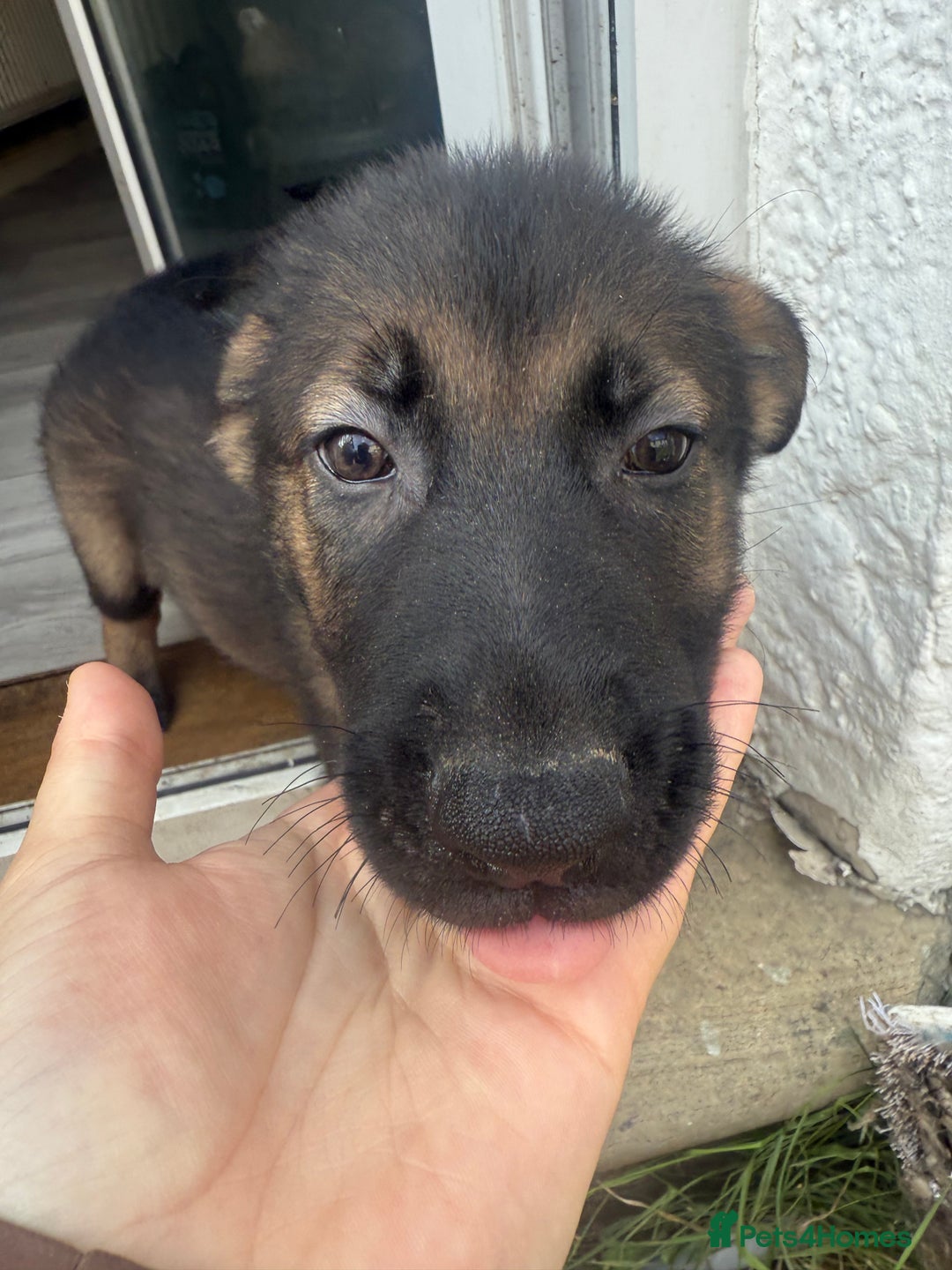 German Shepherd dogs for sale: READY NOW! German Shepherd x Belgian Malinois - Image 14
