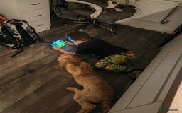 Cavapoo dogs for sale: REHOMING  - Advert 3