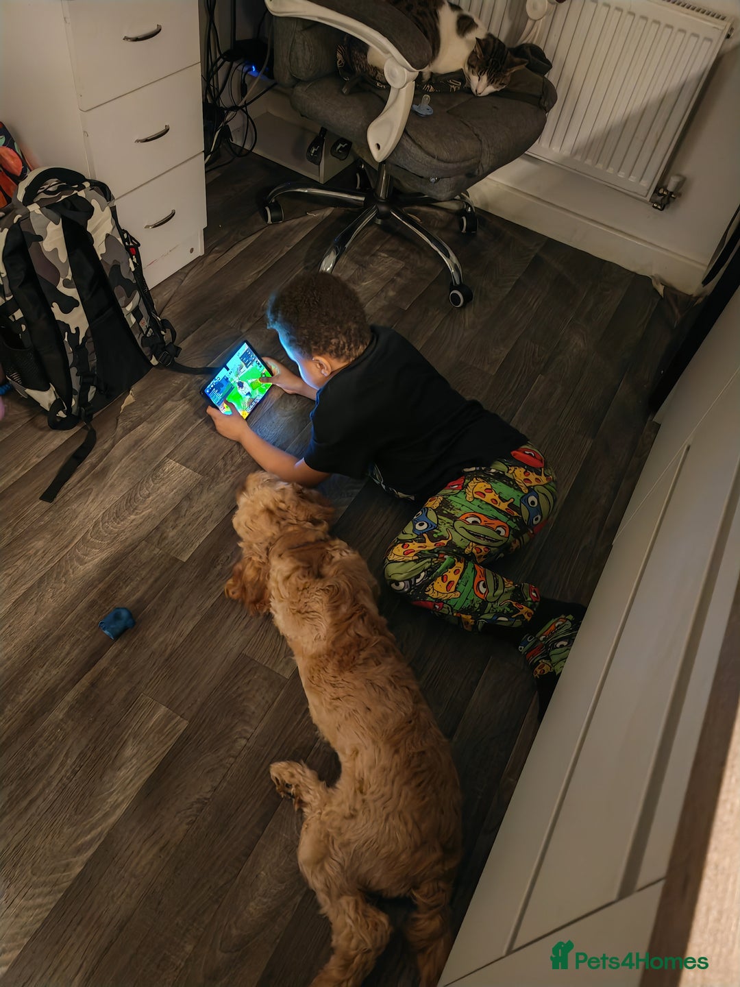 Cavapoo dogs for sale: REHOMING  - Advert 3