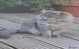 Mixed Breed cats for sale: Desperate rehome needed! - Image 5