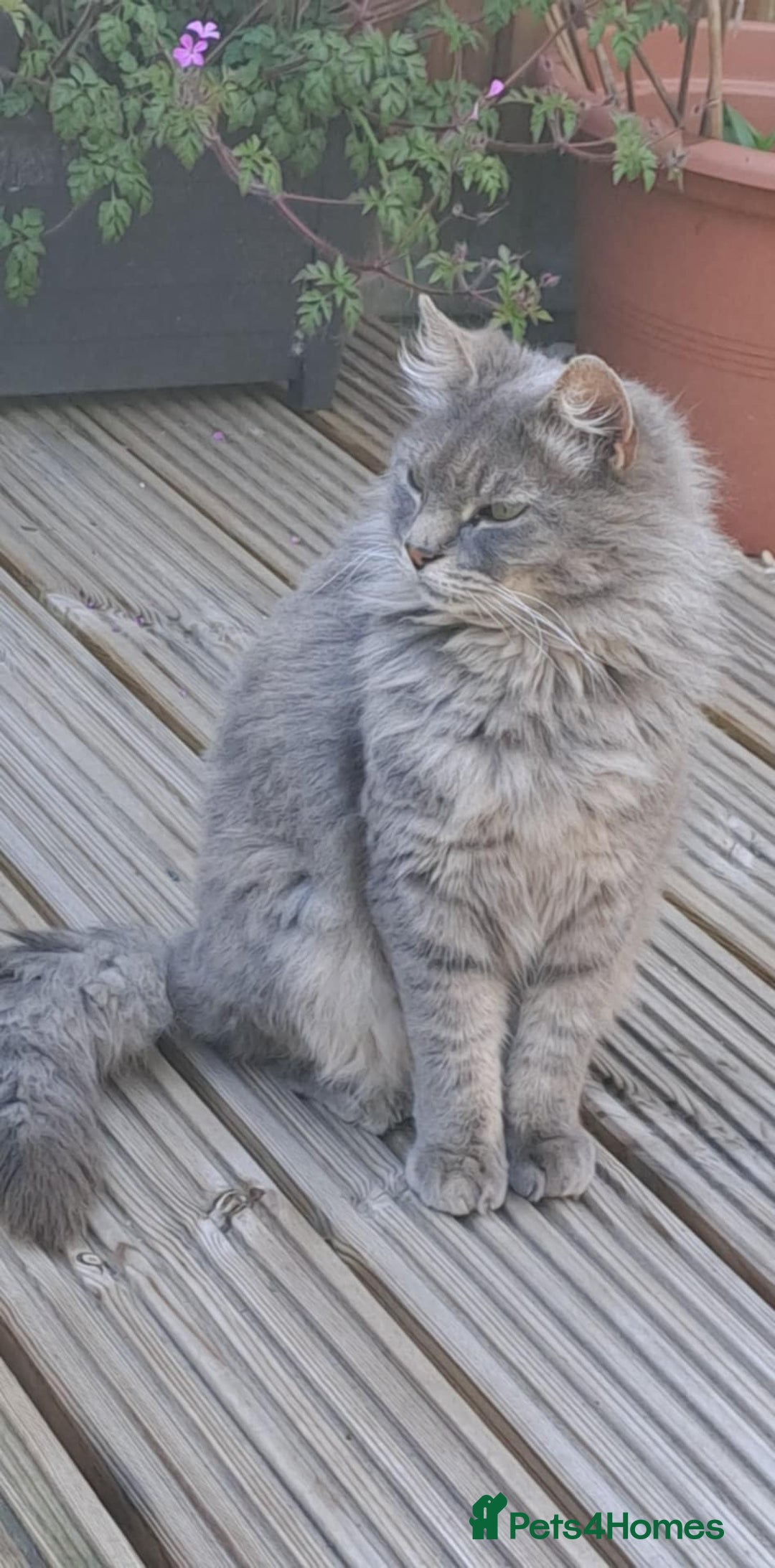 Mixed Breed cats for sale: Desperate rehome needed! - Image 5