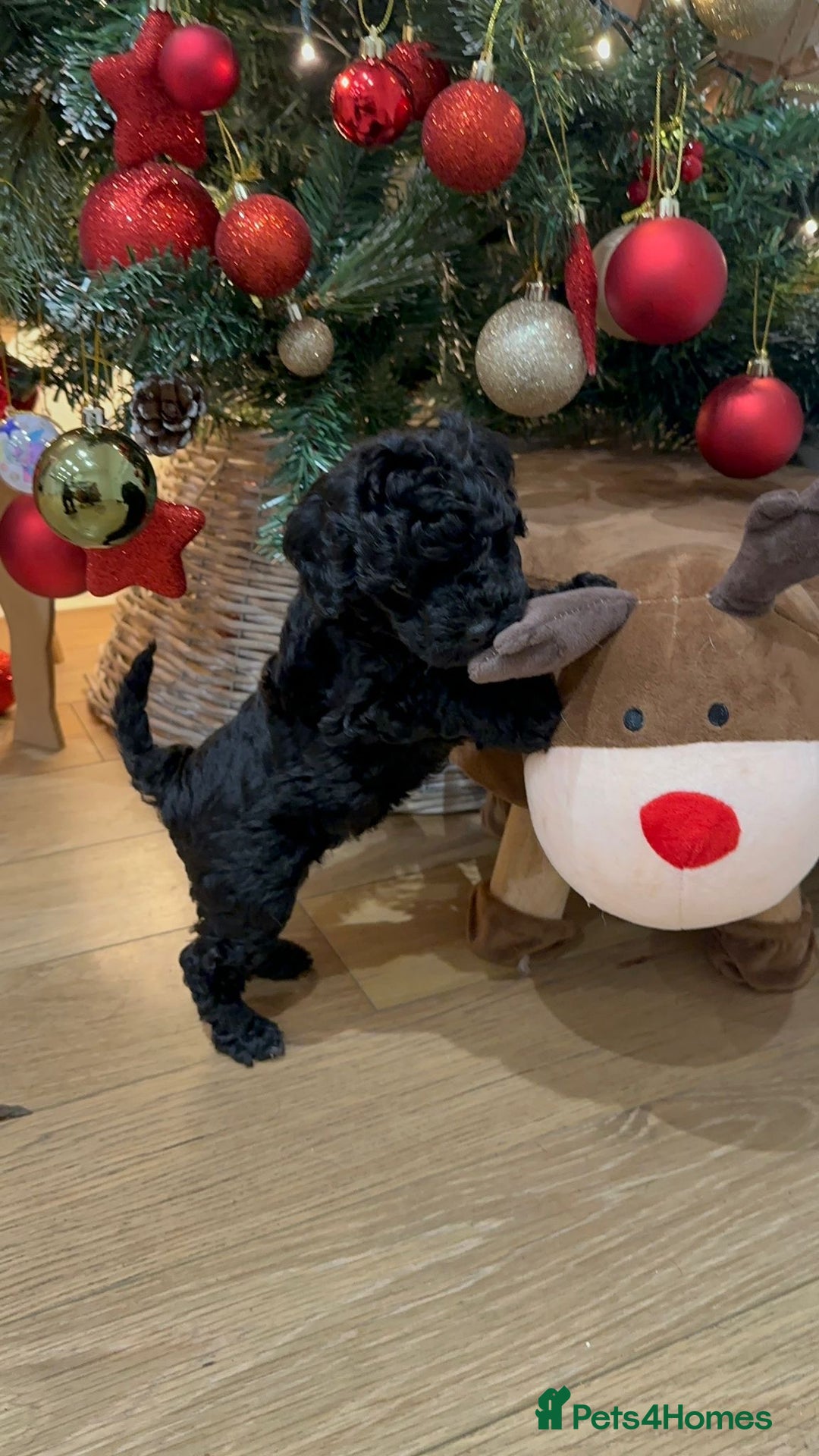 Cockapoo dogs for sale: Stunning f1b cockapoo's for sale  - Advert 3