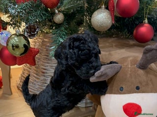 Cockapoo dogs Stunning f1b cockapoo's for sale - Advert 18