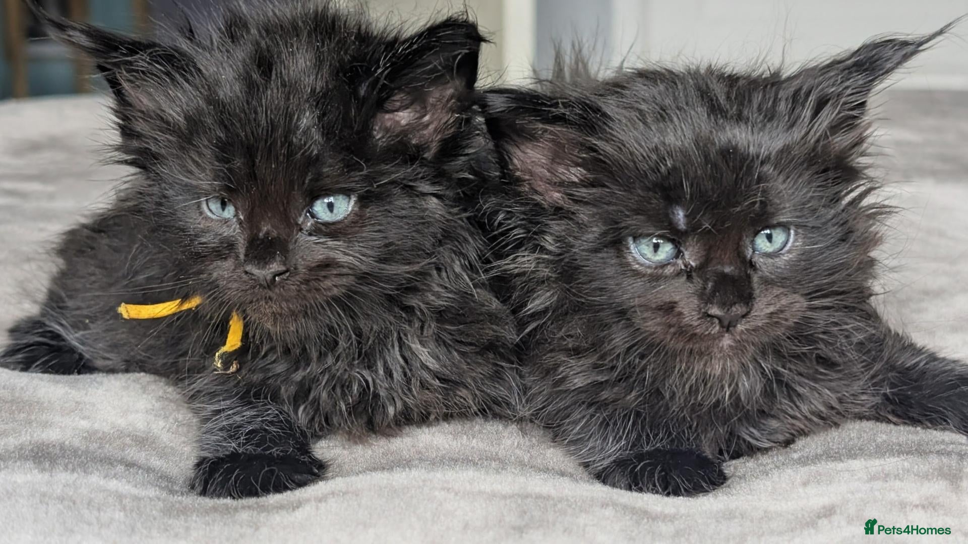Maine Coon cats Black&Black Smoke Tica registered  - Advert 2