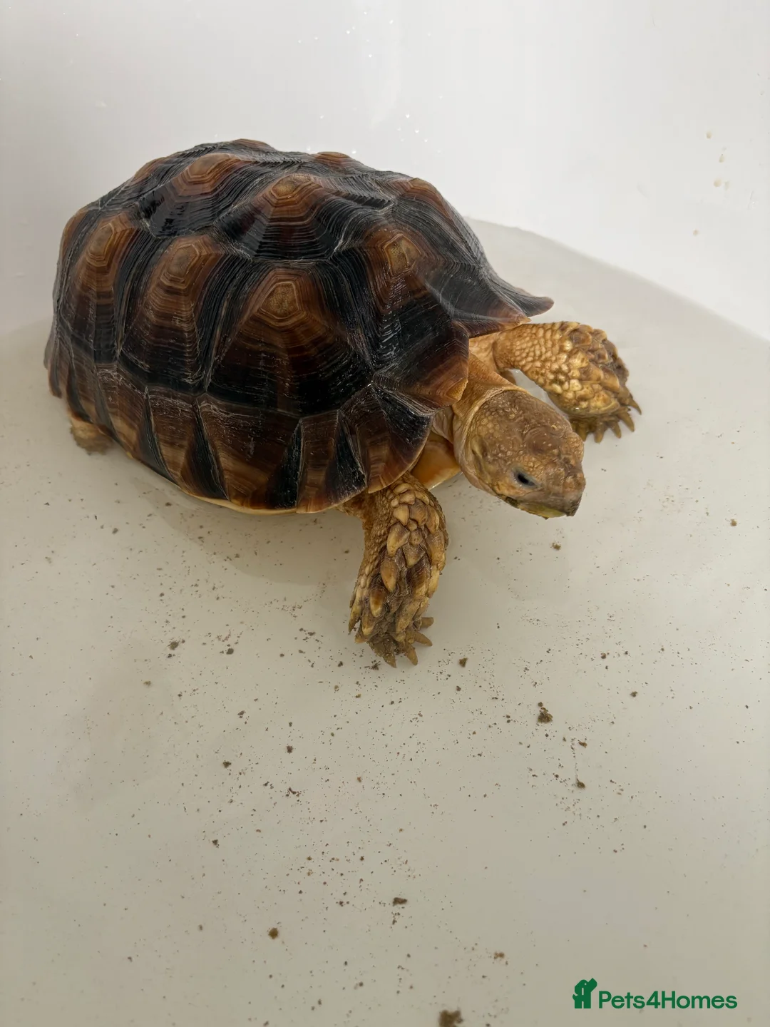 Tortoise reptiles for sale: 3 year old Sulcuta tortoise  - Advert 2