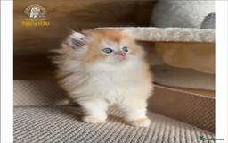 British Shorthair cats for sale: World Class Golden BSH/BLH Chinchilla, Shaded & CP - Image 31