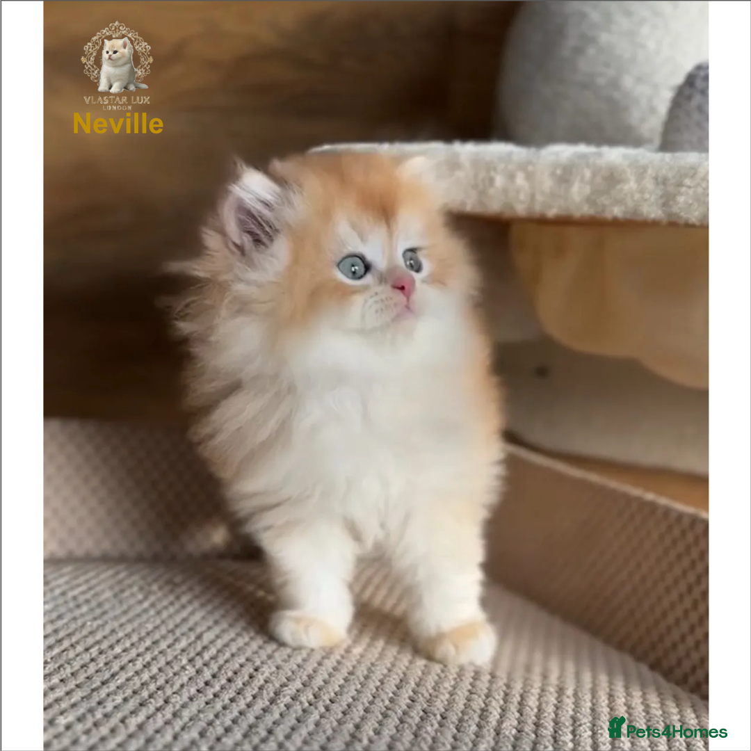 British Shorthair cats for sale: World Class Golden BSH/BLH Chinchilla, Shaded & CP - Image 31