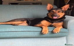 Mixed Breed dogs for sale: Beautiful Inca & handsome Nanuq  - Image 6