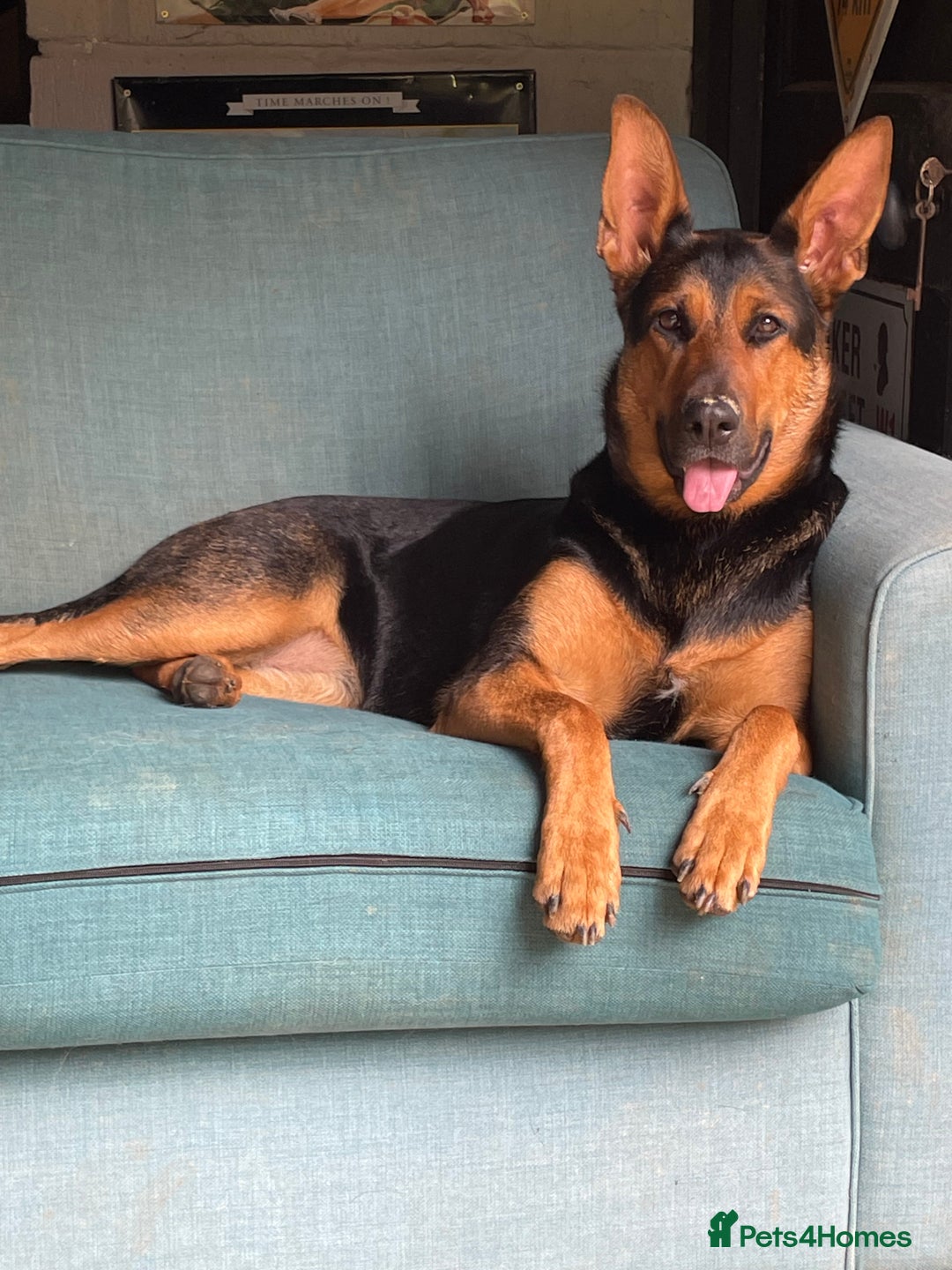 Mixed Breed dogs for sale: Beautiful Inca & handsome Nanuq  - Image 6