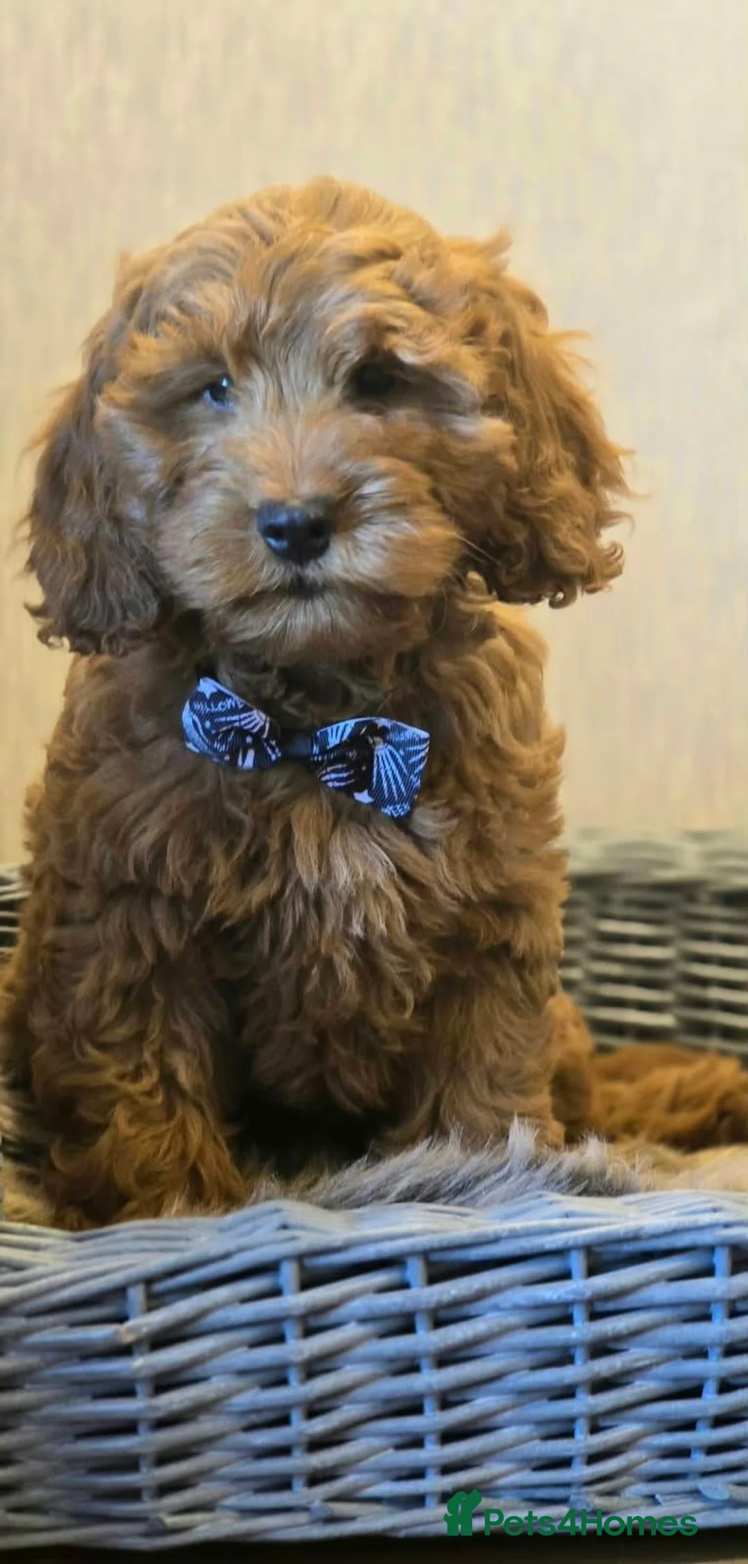 Cockapoo dogs for sale: Cockapoo Puppies - Advert 2