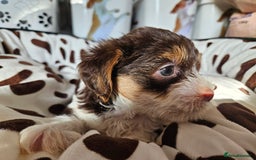 Yorkshire Terrier dogs for sale: DNA TESTED Father - Yorkshire Terrier puppies  - Image 31